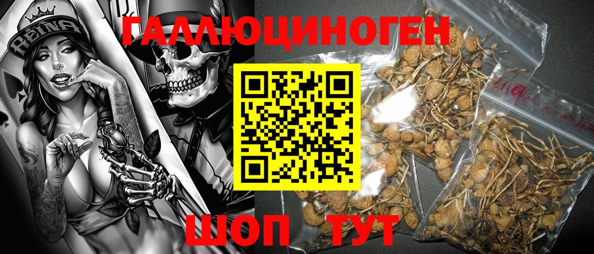 Галлюциногенные грибы Psilocybe Киреевск